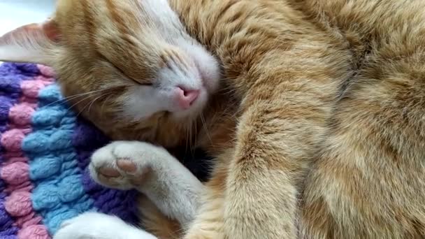 Η γάτα κοιμάται σε ένα πλεκτό χαλί στο περβάζι του παραθύρου. Ginger χαριτωμένο γατάκι κοιμάται, καλύπτει τη μύτη του με το πόδι του. Η γάτα καλύπτει το ρύγχος της ενώ κοιμάται μέχρι τον παγετό. — Αρχείο Βίντεο