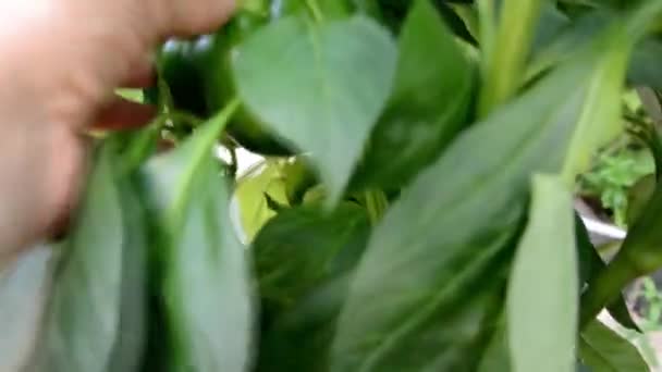 Bulgarisk peppar. Inspektion av pepparbuskarna. Grön paprika växer i ett växthus. Odla naturliga grönsaker i trädgården. — Stockvideo