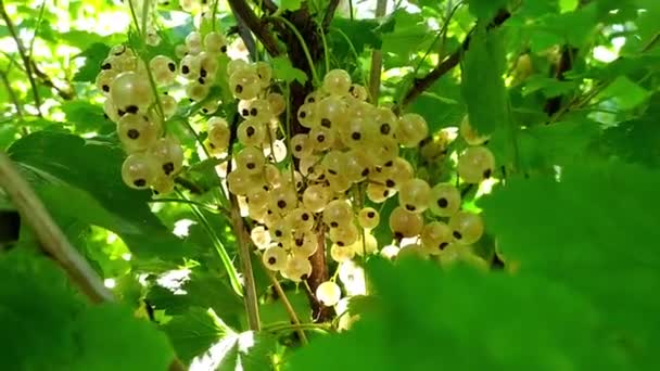 En kvinnas hand tar bort borstarna på vita vinbär. Stora vita vinbär hänger i busken. Mogna bär ute i friska luften på sommaren på dacha. Frukt- och bärbuskar. — Stockvideo