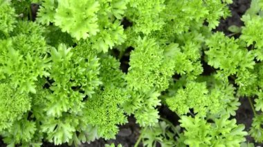 Maydanoz çalısı yakın plan. Olgun kıvırcık maydanoz. Bahçede sebze yetiştiriyor. Doğal çevre dostu ürünler.