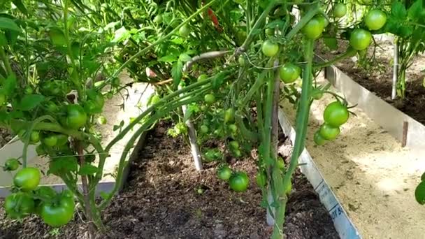 Krzewy pomidorów w szklarni. Latem rosną małe pęczki niedojrzałych pomidorów szklarniowych. Hodowla warzyw w ogrodzie. Produkty naturalne przyjazne dla środowiska. — Wideo stockowe
