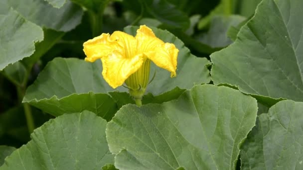 Blommande pumpa närbild. Zucchini och meloner växer i grönsaksträdgården. Odlar grönsaker i trädgården på åsarna. Jordbruk. — Stockvideo