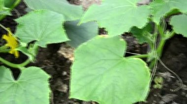 Serada salatalık tohumu var. Polikarbonat serasında salatalık yetiştirmek. Yazın bahçede çiçek açan sebzeler. Salatalık likörü..