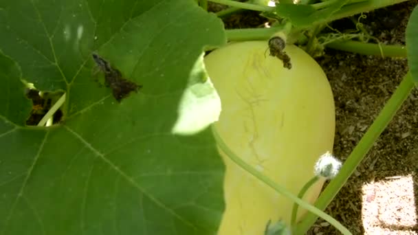 Gros plan sur la citrouille. Les courgettes et les melons poussent dans le potager. Cultiver des légumes dans le jardin sur les crêtes. Agriculture. — Video