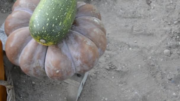 Dýně, cukety a melouny zblízka. Sklizeň v zahradě. Pěstování zeleniny na postelích. Zemědělství. — Stock video