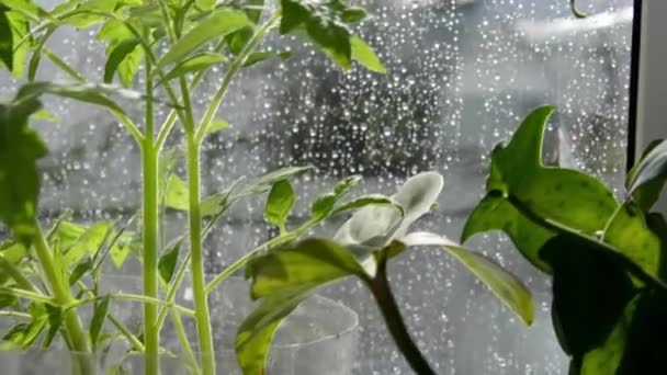 Plántulas de tomates en el alféizar de la ventana. Gotas de lluvia en el cristal de la ventana. Gotas de agua en la ventana. Cultivo de hortalizas de invernadero. — Vídeo de stock