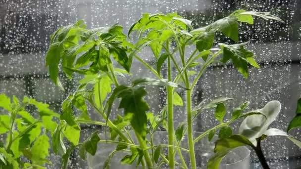 Pencere kenarında domates tohumları var. Pencere camına yağmur damlası. Cama su damlıyor. Sera sebzeleri yetiştiriyorum.. — Stok video