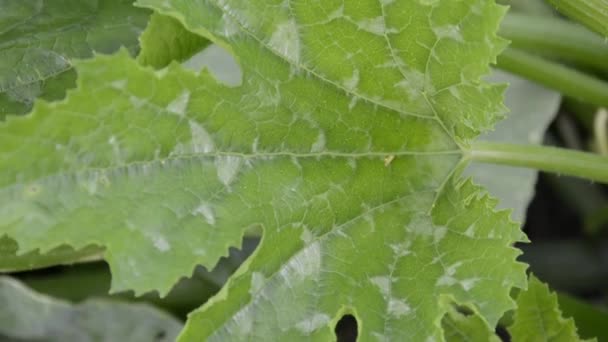 Zucchiniblad på nära håll. Zucchini och meloner växer i grönsaksträdgården. Odlar grönsaker i trädgården på åsarna. Jordbruk. — Stockvideo