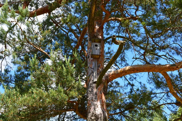 Casa Madera Para Pájaros Casa Los Pájaros Cuelga Árbol Alojamiento — Foto de Stock