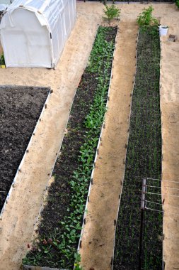 Bölgedeki çıkıntıların yeri. Yukarıdan bak. Baharda sebze bahçesinde sebze yatakları ve seralar. Uzun, hatta çıkıntılar ve çizgiler birbirine paraleldir. Bahçe manzarası.