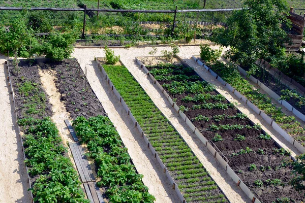 Beds Vegetables Garden Long Even Ridges Parallel Each Other Location — Stock Photo, Image
