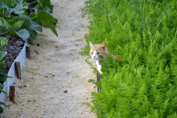 A ginger cat is hiding in the tops of a carrot on a ridge. Growing vegetables in the garden beds. Carrot ridge in summer.