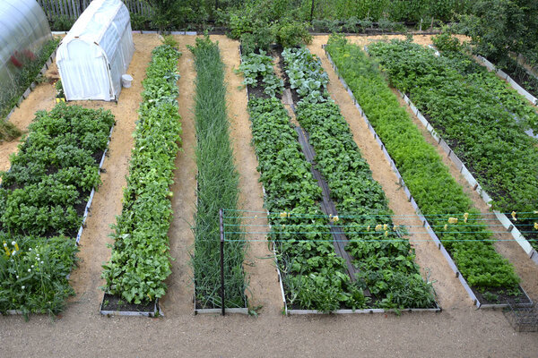 Расположение хребтов на участке. Вид сверху. Цветущие овощные кровати и оранжерея в саду. Длинные, ровные хребты и борозды идут параллельно друг другу. Сад.