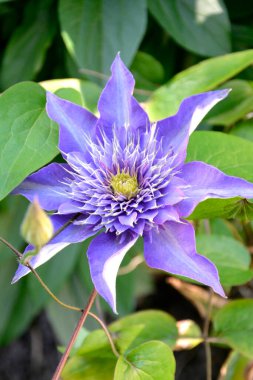 Clematis. Klematis çiçeklerine yakın çekim. Çiçekli liana. Bahçedeki güzel çiçek açan çalılar. Keskin yapraklı mavi çiçekler.