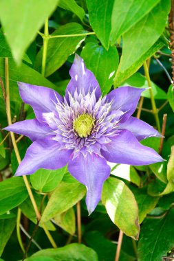 Clematis. Klematis çiçeklerine yakın çekim. Çiçekli liana. Bahçedeki güzel çiçek açan çalılar. Keskin yapraklı mavi çiçekler. Dikey fotoğraf.