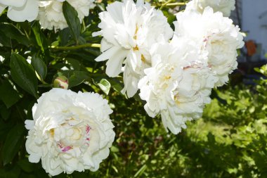 Large peony flowers close up. Peonies. Blooming rose bush. White buds with lush petals. Beautiful flowering shrubs in the garden. clipart