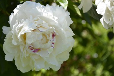 Şakayıklar. Şakayık çiçekleri kapanıyor. Çiçekli şakayık çalısı. Bahçedeki güzel çiçek açan çalılar. Çiçekli beyaz tomurcuklar.