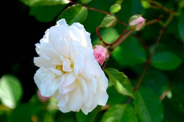 Şakayıklar. Şakayık çiçekleri kapanıyor. Çiçek yapraklı beyaz tomurcuklar. Çiçekli şakayık çalısı. Bahçedeki güzel çiçekli çalılar.