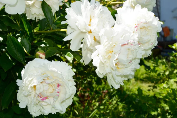 大きな牡丹の花が閉じます 牡丹です 開花するバラの茂み 花弁が緑がかった白い蕾 庭の美しい開花低木 — ストック写真