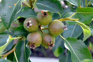 Armutlar yakın çekimde. Bahçedeki meyve armut ağaçları. Armut toplamaya yaz başında başlarız..