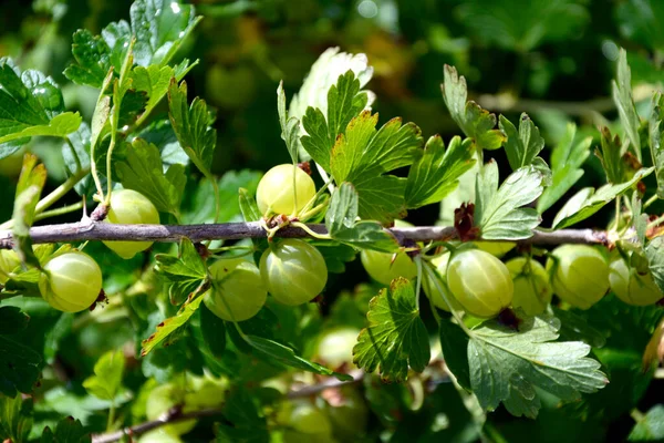 Les Groseilles Maquereau Ferment Des Baies Aux Fruits Les Baies — Photo