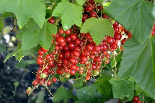 Röda Vinbär Närbild Bär Buskar Med Frukt Mogna Bär Hänger — Stockfoto