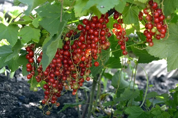 Red Ribes Arbustos Bayas Con Frutas Las Bayas Maduras Cuelgan — Foto de Stock