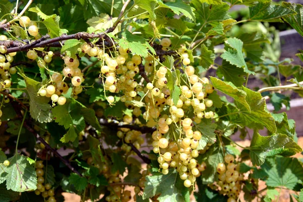 Bayas Blancas Primer Plano Rama Arbustos Bayas Jardín Comienzo Los — Foto de Stock