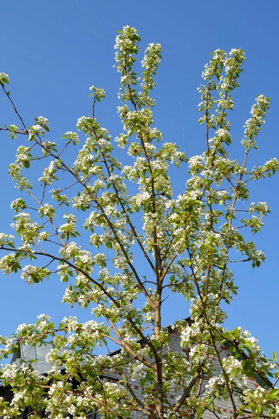 Florecimiento Peras Jóvenes Principios Primavera Los Árboles Frutales Florecen Jardín —  Fotos de Stock