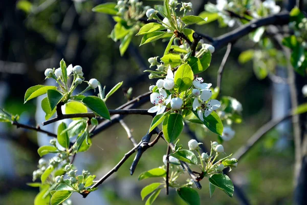 Floraison Jeunes Poires Début Printemps Poire Branche Avec Fleurs Gros — Photo