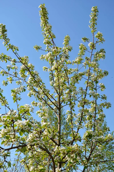 Florecimiento Peras Jóvenes Principios Primavera Naturaleza Despierta Después Largo Invierno —  Fotos de Stock