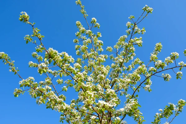 Florecimiento Peras Jóvenes Principios Primavera Flores Pera Cerca Naturaleza Despierta —  Fotos de Stock