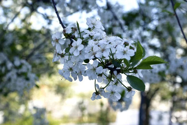 Des Cerisiers Fleurs Les Jeunes Cerisiers Fleurissent Début Printemps Branche — Photo