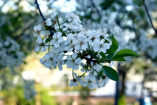 Des Cerisiers Fleurs Les Jeunes Cerisiers Fleurissent Début Printemps Branche — Photo