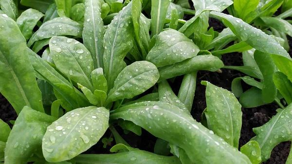 Vetés Vízcseppekkel Leveleken Közelkép Fiatal Növényeket Egy Üvegházban Termesztik Virágok — Stock Fotó