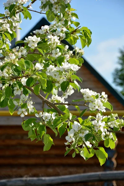 Pera Florece Primavera Florecimiento Peras Jóvenes Principios Primavera Rama Pera —  Fotos de Stock