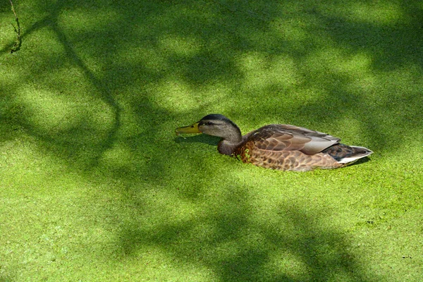 Kachna Plave Přerostlém Starém Rybníku Rybník Pokrytý Duckweedem Zelení Vodní — Stock fotografie