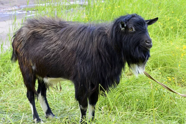 Black Goat Close Pet Tied Butt Open Air — Stok fotoğraf