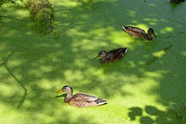 Kaczki Bliska Kaczka Pływa Zarośniętym Stawie Ptaki Wodne Naturze Staw — Zdjęcie stockowe