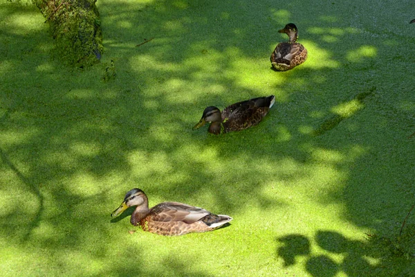 Enten Einem Sonnigen Tag Eine Ente Schwimmt Einem Zugewachsenen Alten — Stockfoto