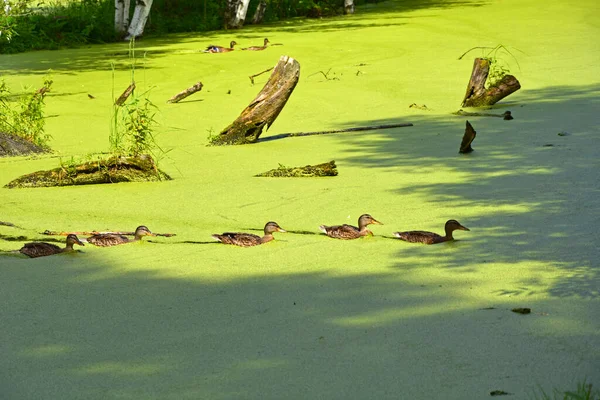 Rodzina Kaczek Mieszka Zarośniętym Stawie Ptaki Wodne Naturze Staw Pokryty — Zdjęcie stockowe