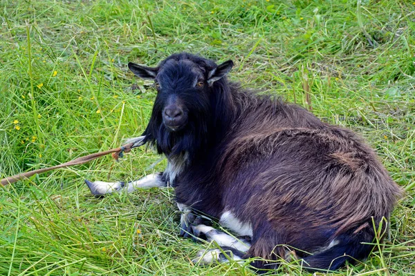 Goat Lies Meadow Funny Black Long Haired Goat Pet Tied — Fotografia de Stock