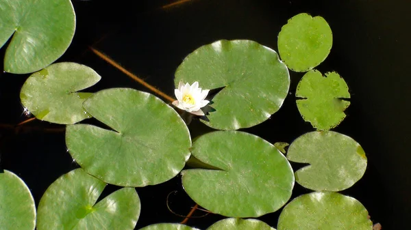 Zambakları Sarısı Zambaklar Gölette Büyüyen Çiçeği — Stok fotoğraf