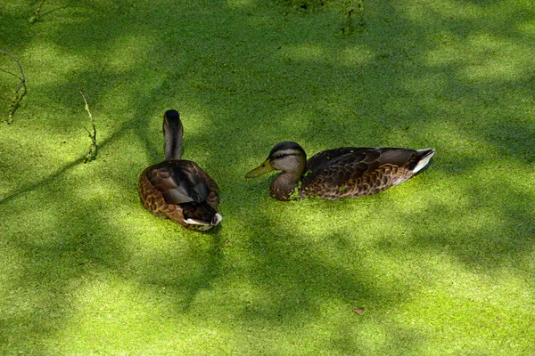 Zwei Enten Aus Nächster Nähe Eine Ente Schwimmt Einem Zugewachsenen — Stockfoto