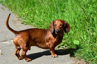 Dachshund. Komik kızıl saçlı dachshund köpeği temiz havada parkta yürüyor. Yazın safkan köpekleri gezdiriyorum..