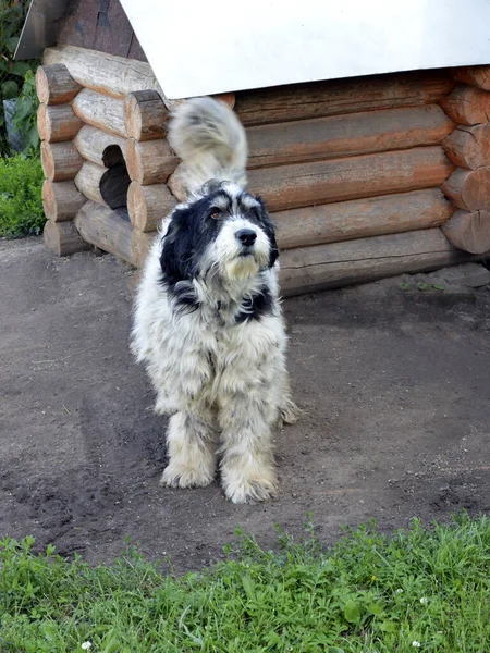 Dog. A white dog walks near his booth. The dog is guarding the house. A pet walks outside the house in the open air.