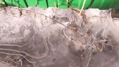 Hendekteki buzları ayağıyla kırıyor. Su birikintilerinde buz. Çukurda su dondu. Sonbahar ve baharda dondurucu soğuklar.