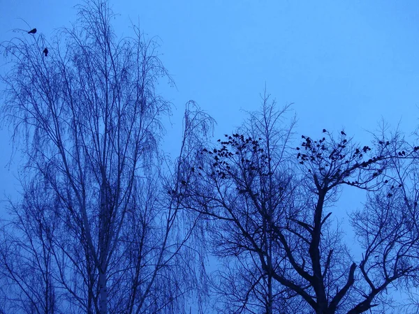 Silhouette of birds against the background of the night sky. Birds sit on tree branches. Natural background in early spring, autumn and winter.