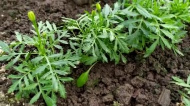 Serada çiçek tohumu, yakın plan. Genç yeşil bitkiler. Sera büyüme koşulları. İlkbaharda tarım işi. Sulama fidanları.