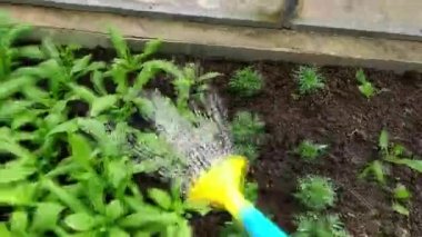 Sulama tohumu. Seraya yakın bir yerde tohumlar. Genç yeşil bitkiler ve filizler. Sera sebzeleri. İlkbaharda tarım işi.